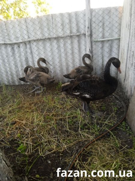 Black Swans, Cygnus
