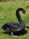Black Swans, Cygnus