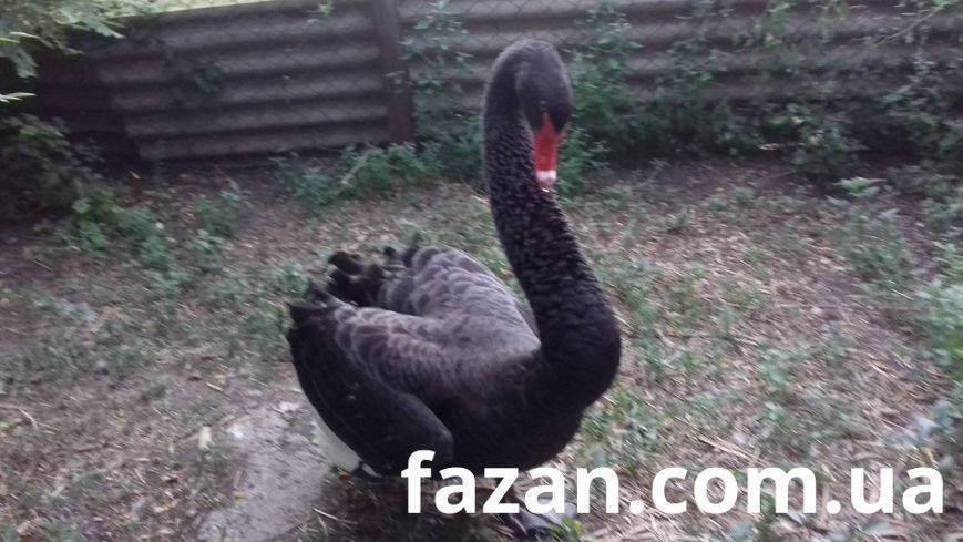 Black Swans, Cygnus