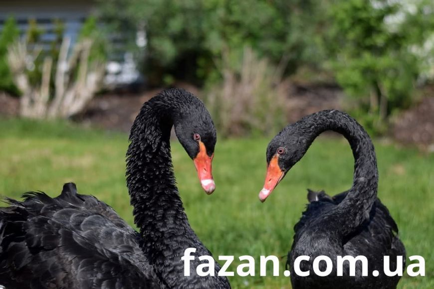 Black Swans, Cygnus
