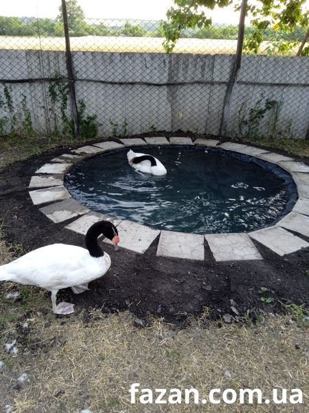 Black-necked Swans, Cygnus