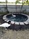 Black-necked Swans, Cygnus