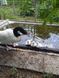 Black-necked Swans, Cygnus