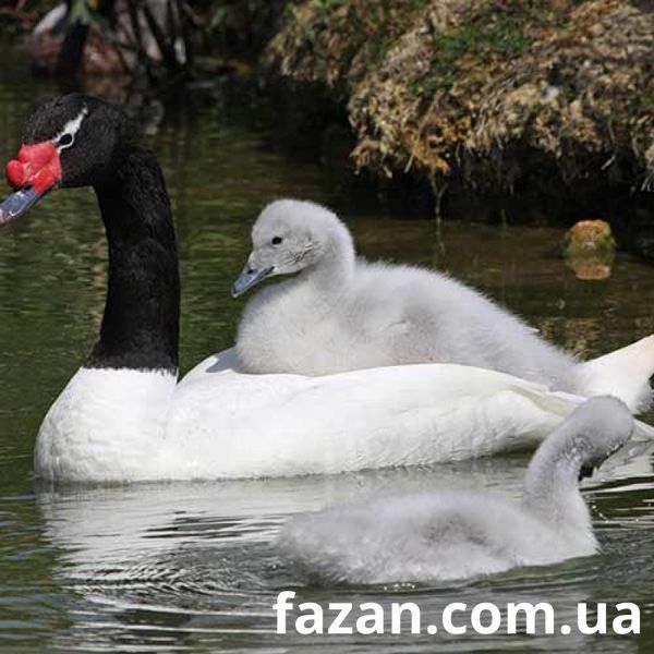 Black-necked Swans, Cygnus