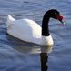 Black-necked Swans, Cygnus