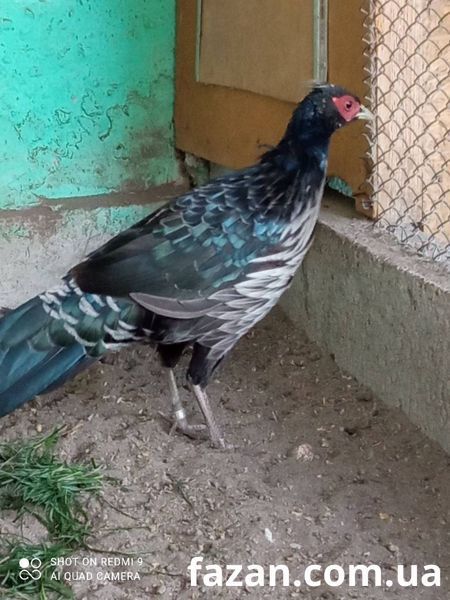 Непальский фазан 1008 фото