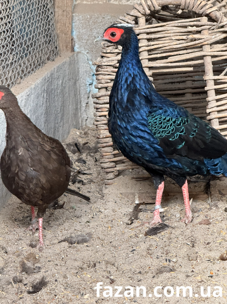 Edward&rsquo;s Pheasant, Lophura