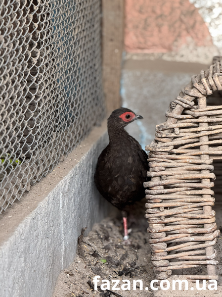 Edward&rsquo;s Pheasant, Lophura