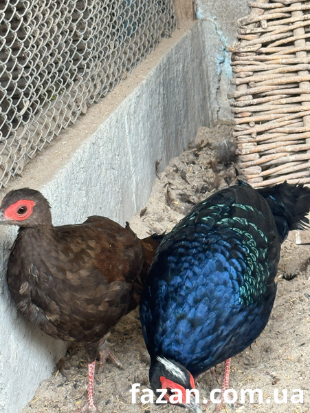 Edward&rsquo;s Pheasant, Lophura
