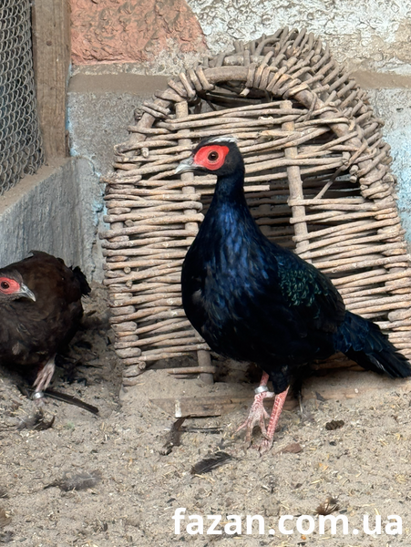 Edward&rsquo;s Pheasant, Lophura