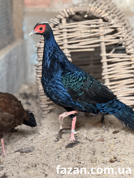Edward&rsquo;s Pheasant, Lophura
