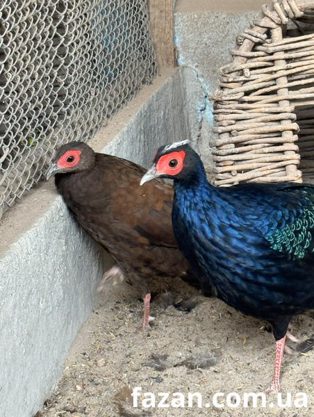 Edward&rsquo;s Pheasant, Lophura