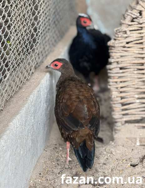 Edward&rsquo;s Pheasant, Lophura