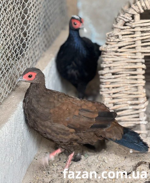 Edward&rsquo;s Pheasant, Lophura