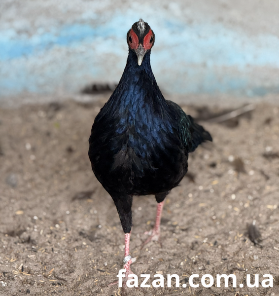 Edward&rsquo;s Pheasant, Lophura