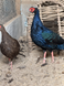 Edward&rsquo;s Pheasant, Lophura