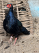 Edward&rsquo;s Pheasant, Lophura