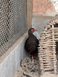Edward&rsquo;s Pheasant, Lophura