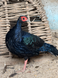 Edward&rsquo;s Pheasant, Lophura