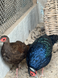 Edward&rsquo;s Pheasant, Lophura