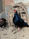 Edward&rsquo;s Pheasant, Lophura