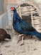 Edward&rsquo;s Pheasant, Lophura