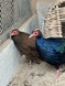 Edward&rsquo;s Pheasant, Lophura