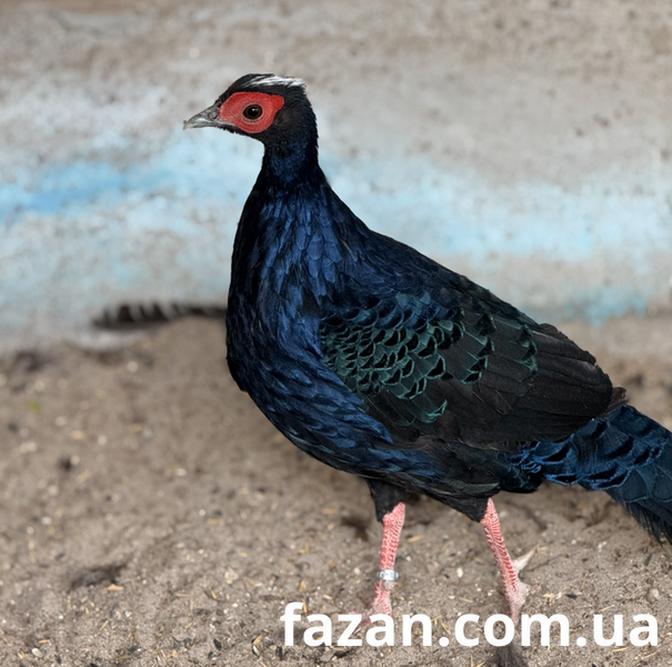 Edward&rsquo;s Pheasant, Lophura
