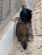 Edward&rsquo;s Pheasant, Lophura