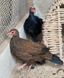 Edward&rsquo;s Pheasant, Lophura