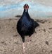Edward&rsquo;s Pheasant, Lophura