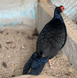 Edward&rsquo;s Pheasant, Lophura