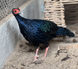 Edward&rsquo;s Pheasant, Lophura