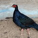 Edward&rsquo;s Pheasant, Lophura