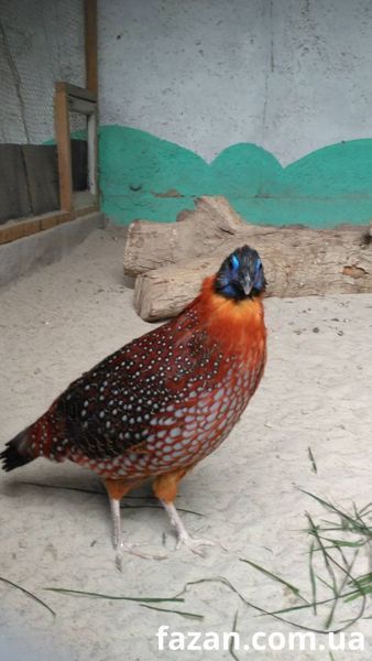Трагопан Теммінка 1012 фото
