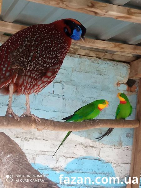 Трагопан Теммінка 1012 фото
