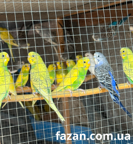 Budgerigar, Melopsittacus