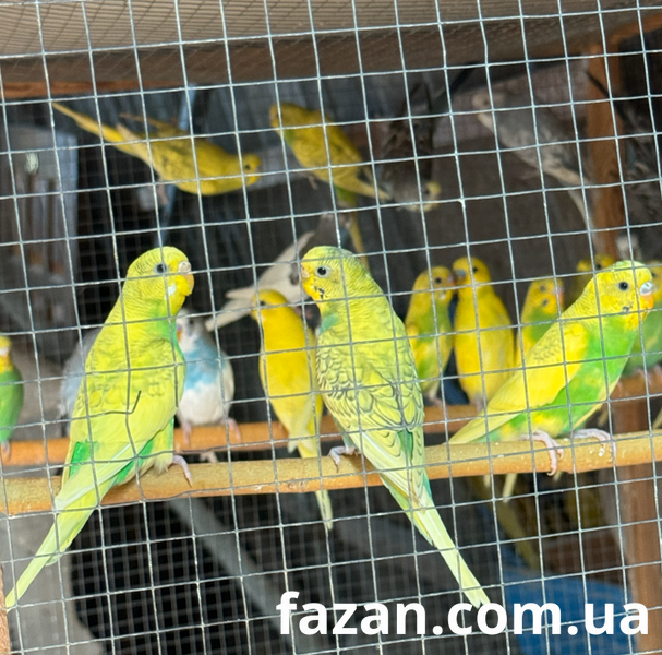 Budgerigar, Melopsittacus