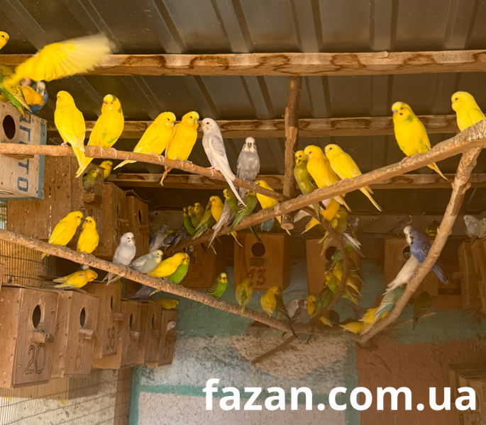 Budgerigar, Melopsittacus