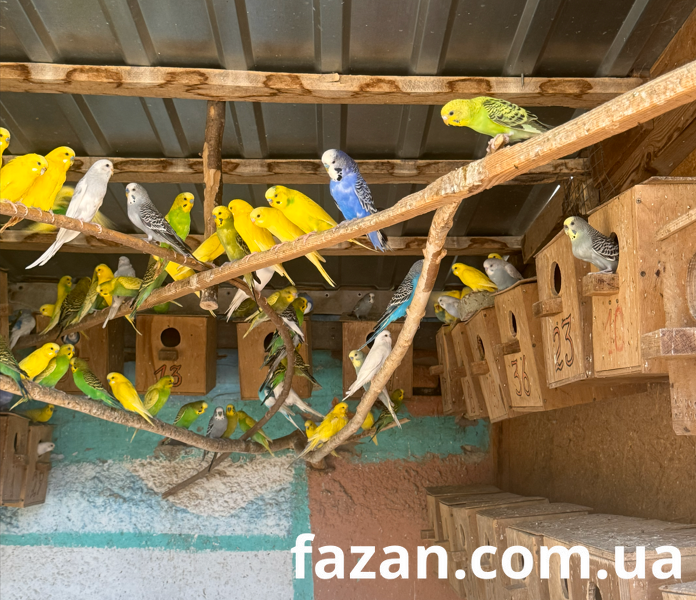 Budgerigar, Melopsittacus