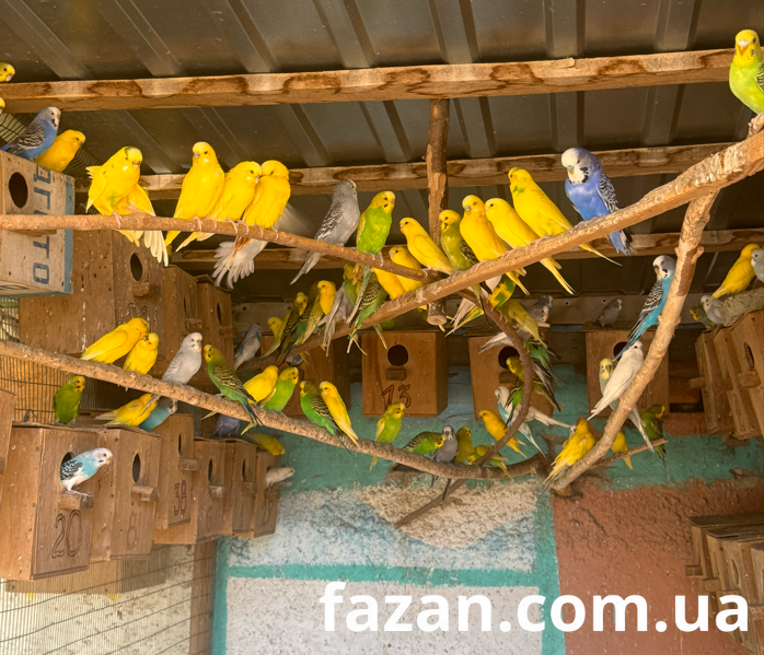 Budgerigar, Melopsittacus