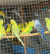 Budgerigar, Melopsittacus
