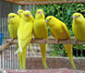 Budgerigar, Melopsittacus