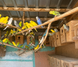Budgerigar, Melopsittacus