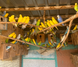 Budgerigar, Melopsittacus