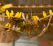 Budgerigar, Melopsittacus