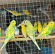 Budgerigar, Melopsittacus