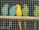 Rose-ringed Parakeet, Psittacula