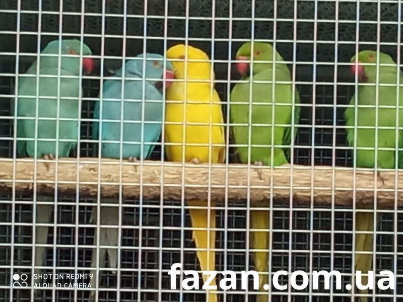 Rose-ringed Parakeet, Psittacula