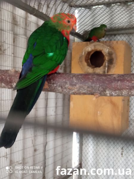 Australian King Parrot, Alisterus
